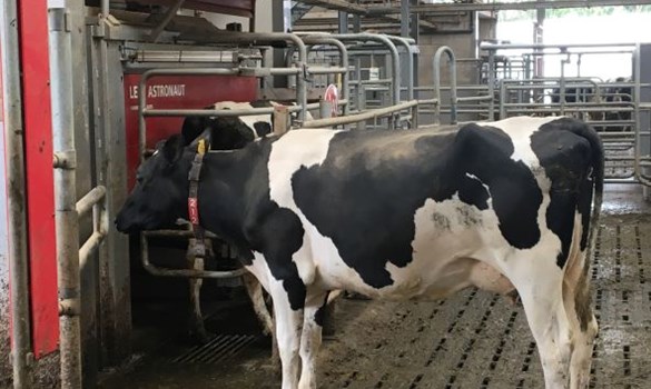 Dairy cow queuing to use a robot milker